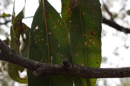 Image of Eucalyptus goniocalyx subsp. goniocalyx