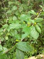 Image of Long-Stalk Holly