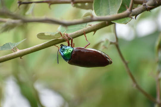 صورة Sternocera chrysis (Fabricius 1775)