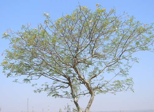 Image of Creamy Peacock Flower