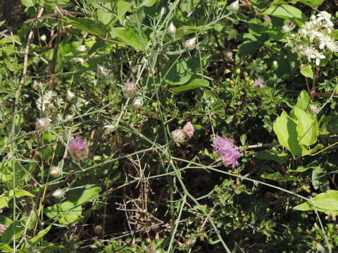 Plancia ëd Centaurea alba subsp. deusta (Ten.) Nym.