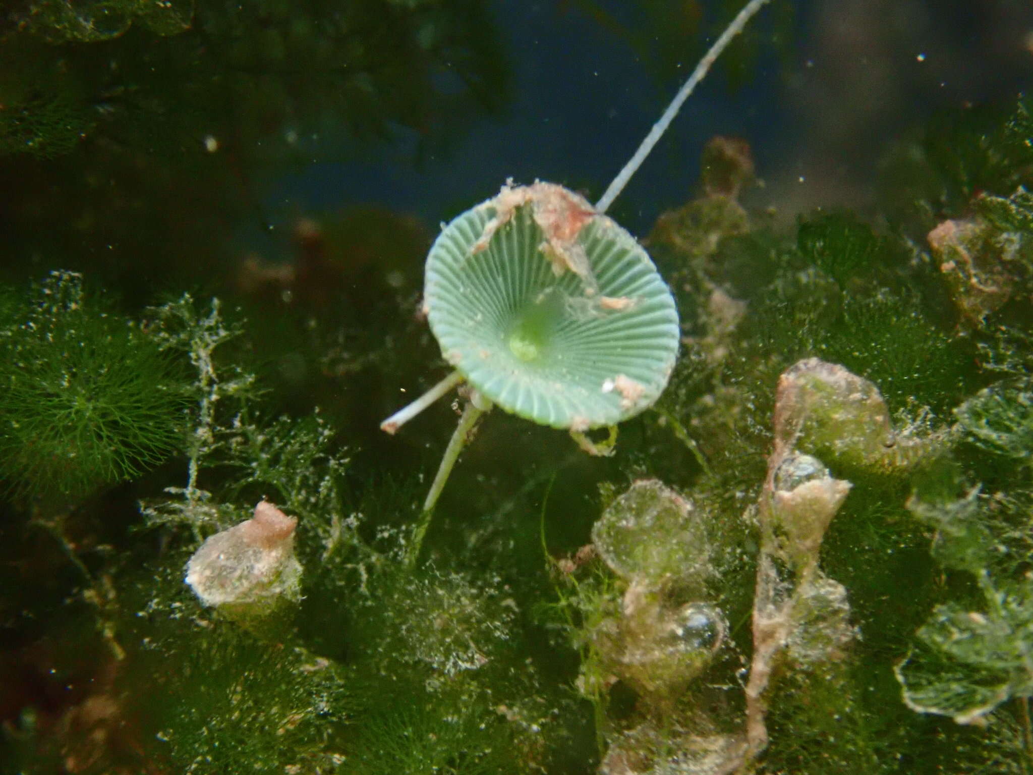 Acetabularia crenulata resmi