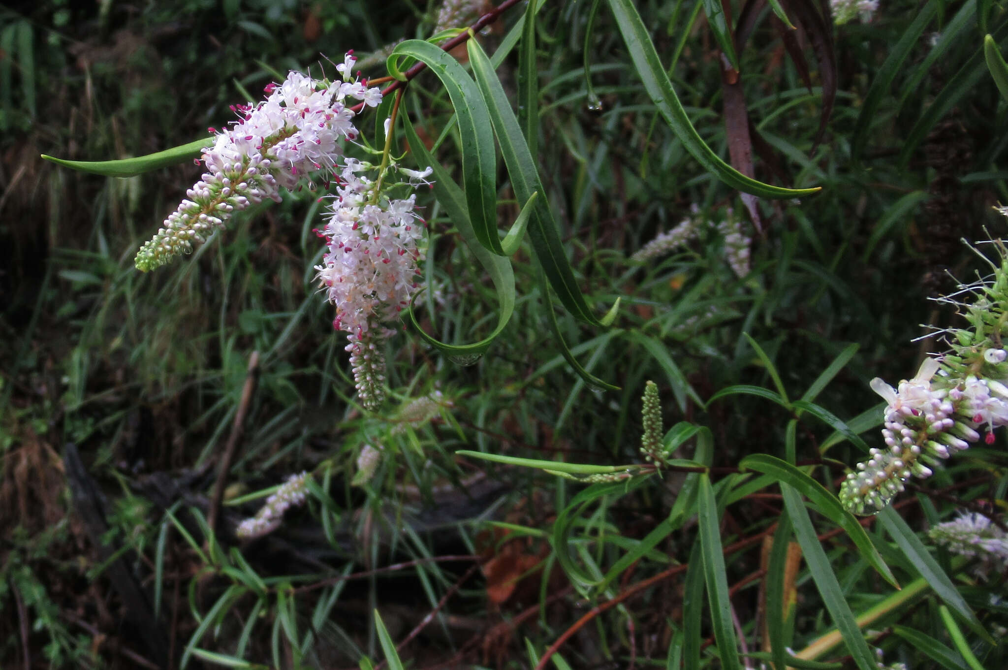 صورة Veronica stenophylla Steud.