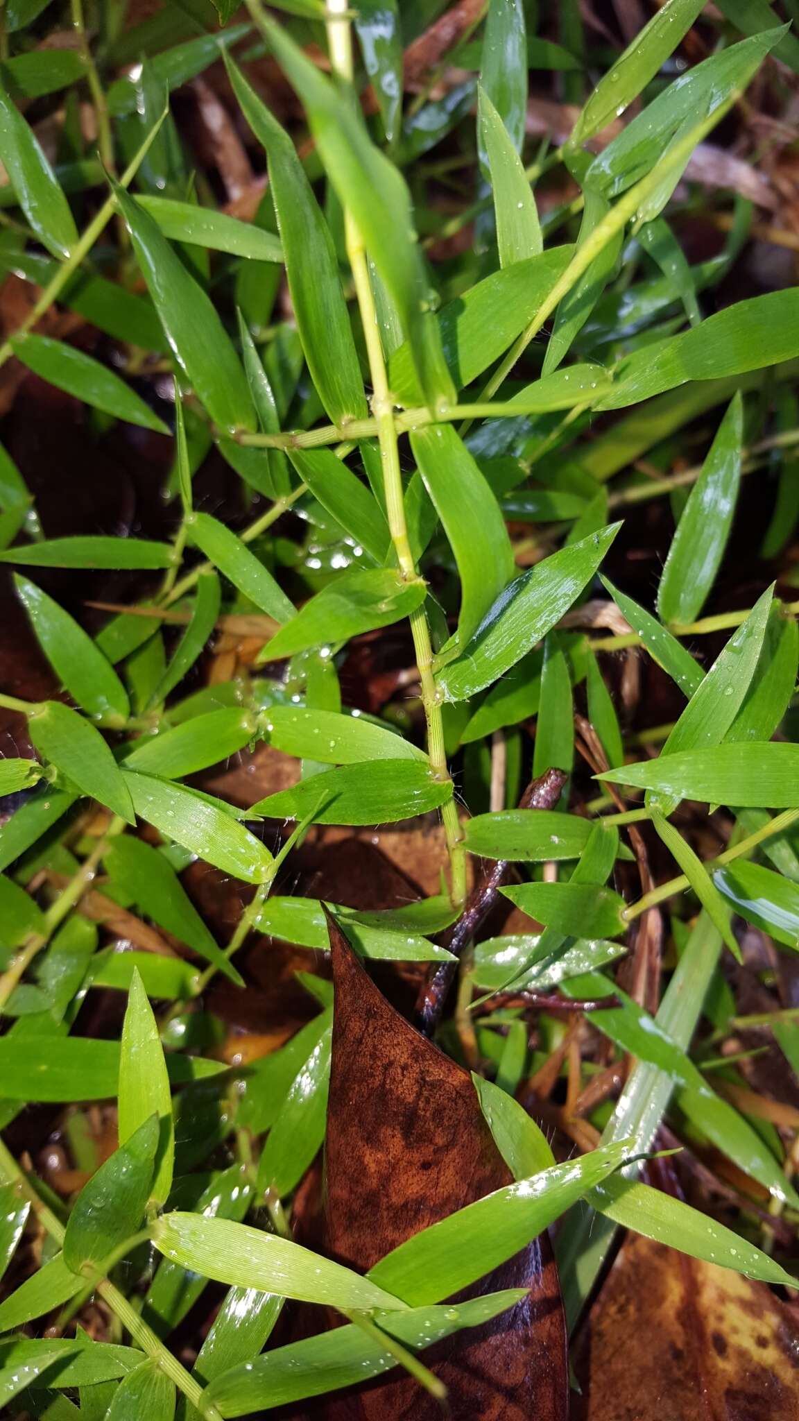 Plancia ëd Brachiaria umbellata (Trin.) Clayton