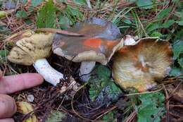 Image of Suillus pungens Thiers & A. H. Sm. 1964