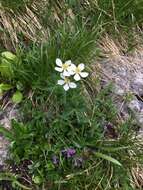 Imagem de Anemonastrum narcissiflorum (L.) Holub