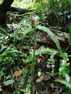 Amorphophallus kiusianus (Makino) Makino resmi