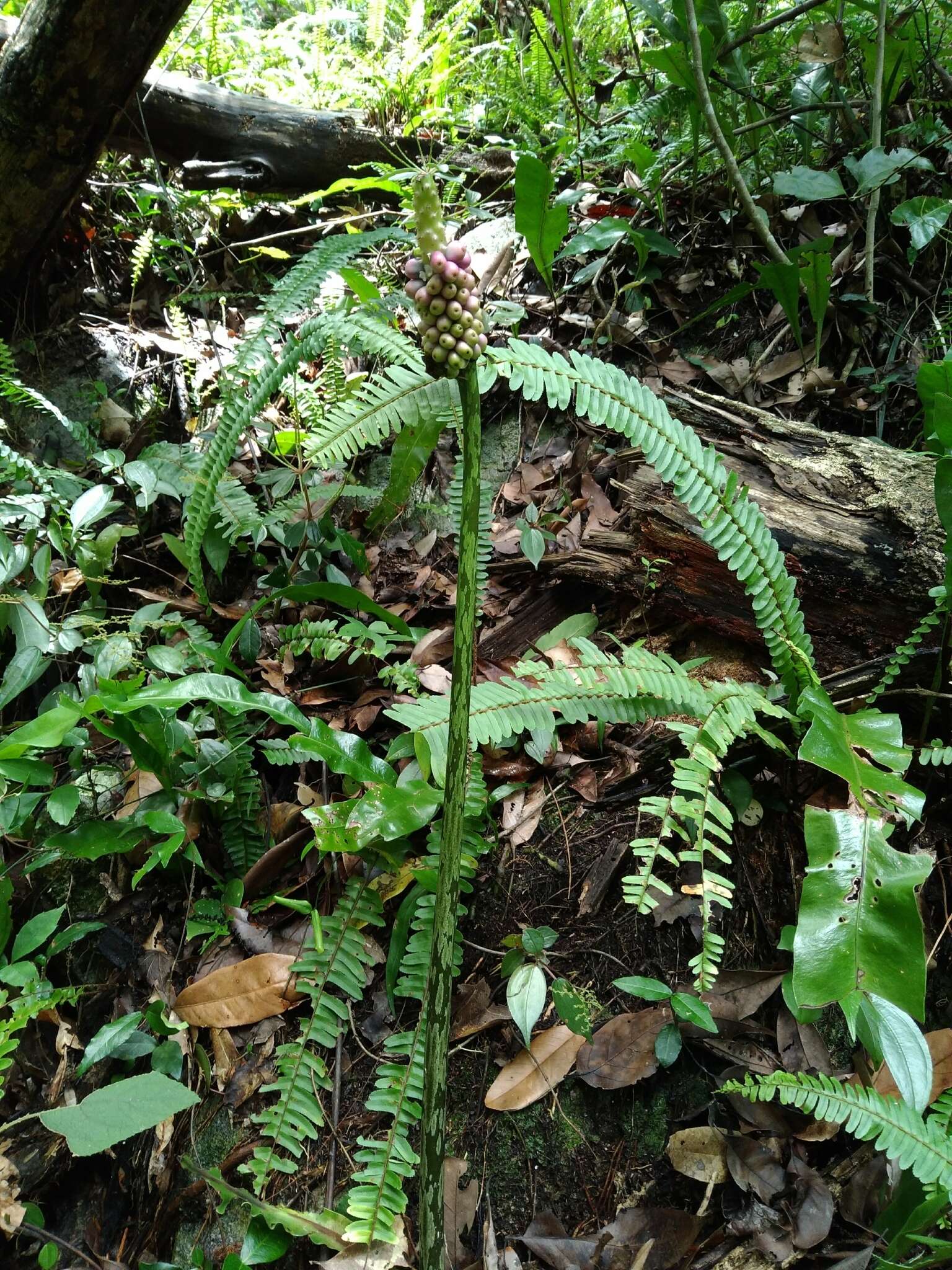 Amorphophallus kiusianus (Makino) Makino resmi