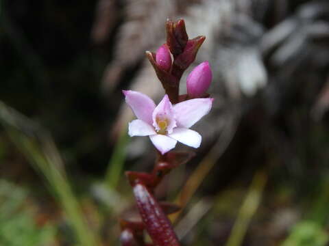 Image of Epidendrum fimbriatum Kunth