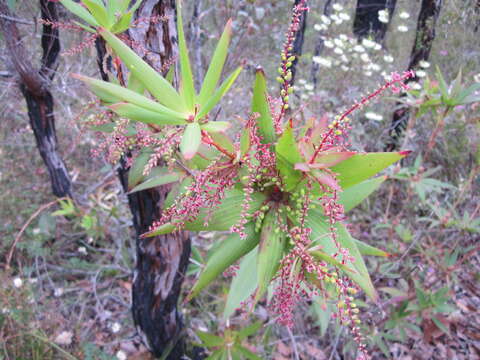 Sivun Leucopogon verticillatus R. Br. kuva