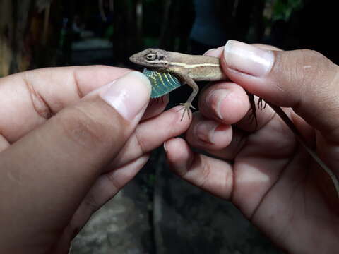 Image of Grass Anole