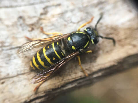 Image of Forest Yellowjacket