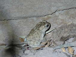 Image of Berber Toad