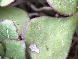 Image of Aeonium ciliatum (Willd.) Webb & Berth.
