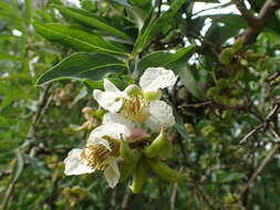 Image of California rockflower