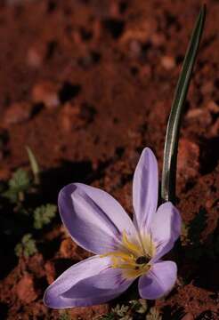 Image of Syringodea unifolia Goldblatt