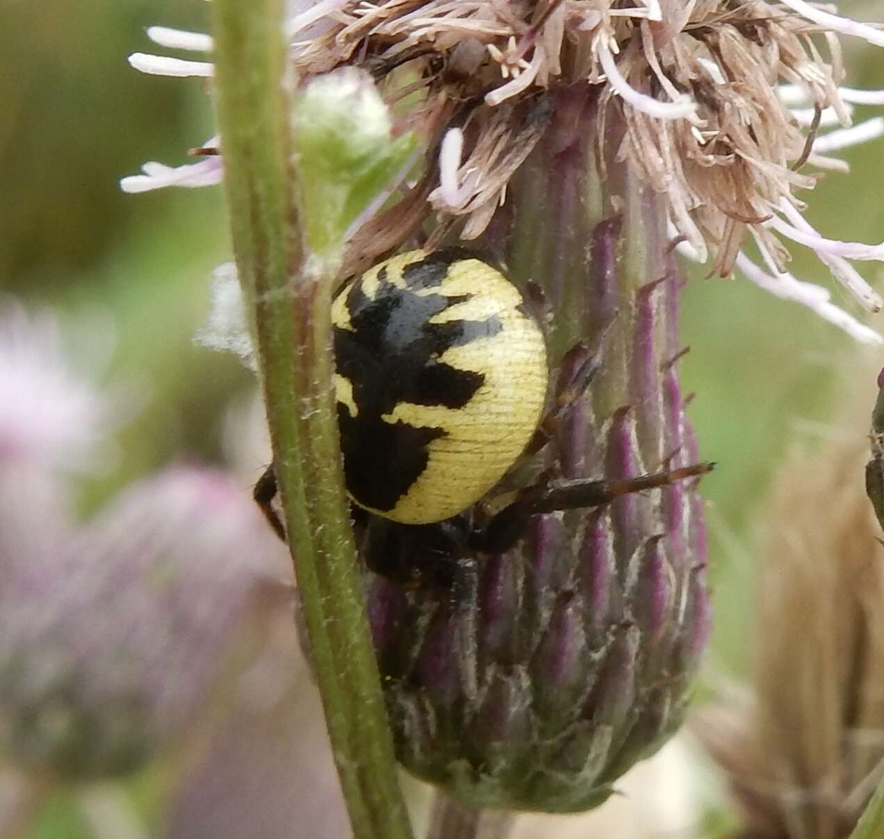 Image of Shiny crab-spider