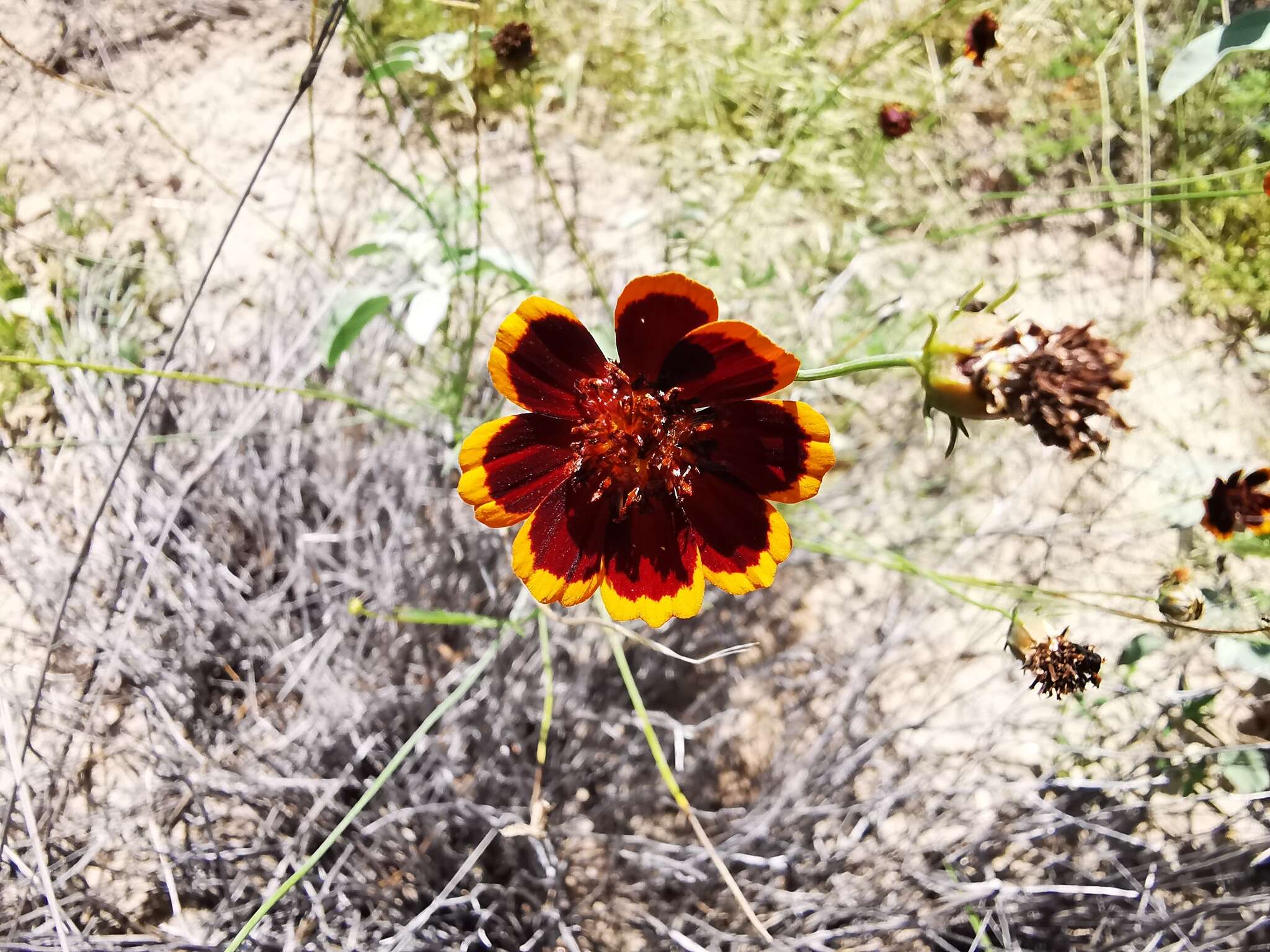 Image de Thelesperma burridgeanum (Regel, Korn. & Rach.) Blake