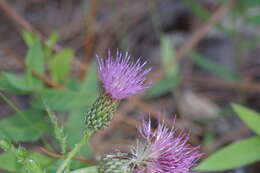 Imagem de Cirsium repandum Michx.