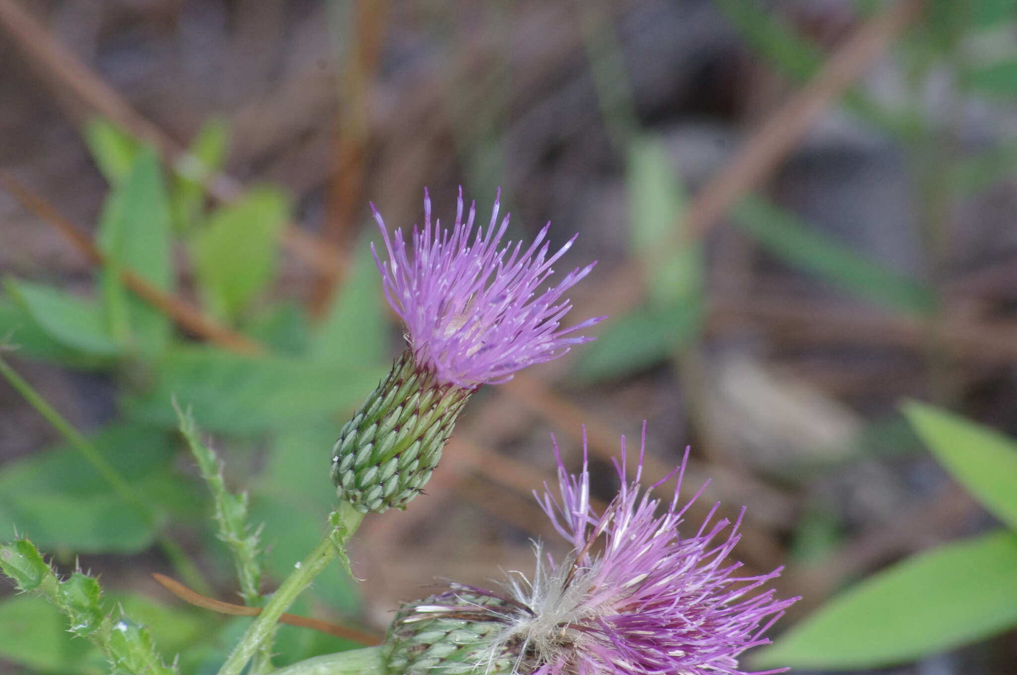 Imagem de Cirsium repandum Michx.