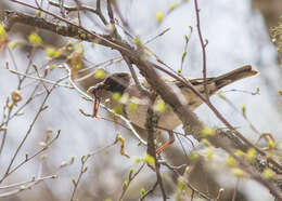 Imagem de Turdus atrogularis Jarocki 1819