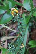 Image of Pultenaea retusa Sm.