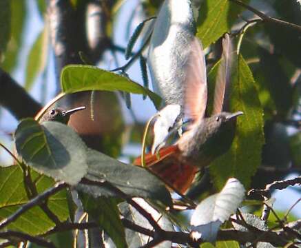 Image of Berylline Hummingbird