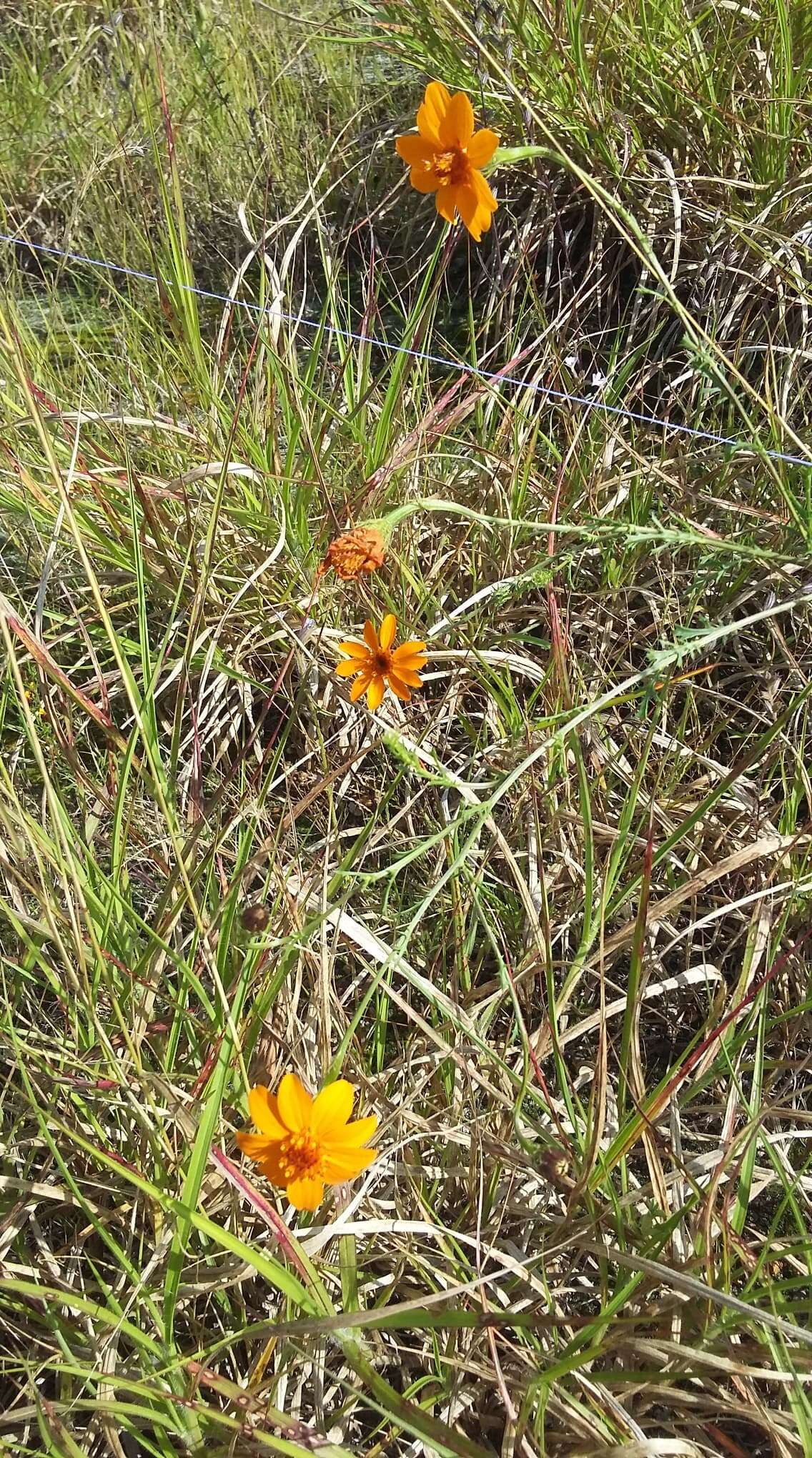 Image of Adenophyllum cancellatum (Cass.) Kuntze