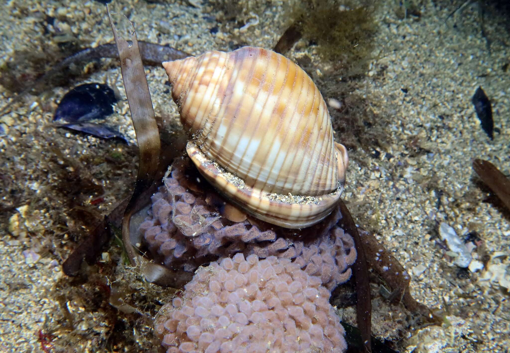 Image of Mediterranean bonnet