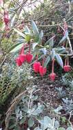 Image of Chilean Lantern Tree