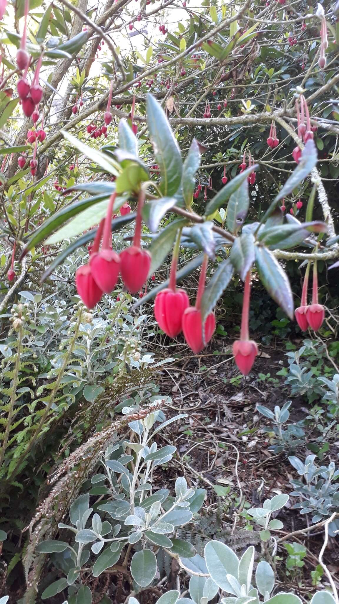 Image of Chilean Lantern Tree