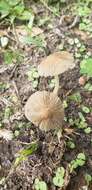 Coprinellus arenicola Wartchow & A. R. Gomes 2014的圖片