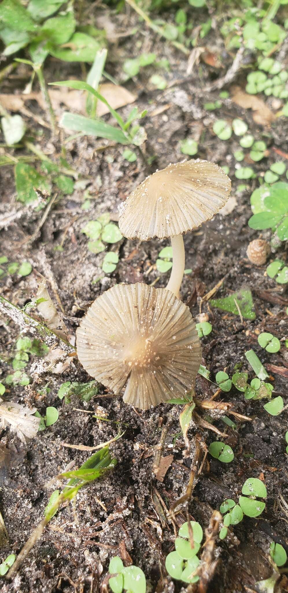 Coprinellus arenicola Wartchow & A. R. Gomes 2014的圖片