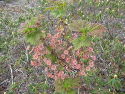 Image of red currant