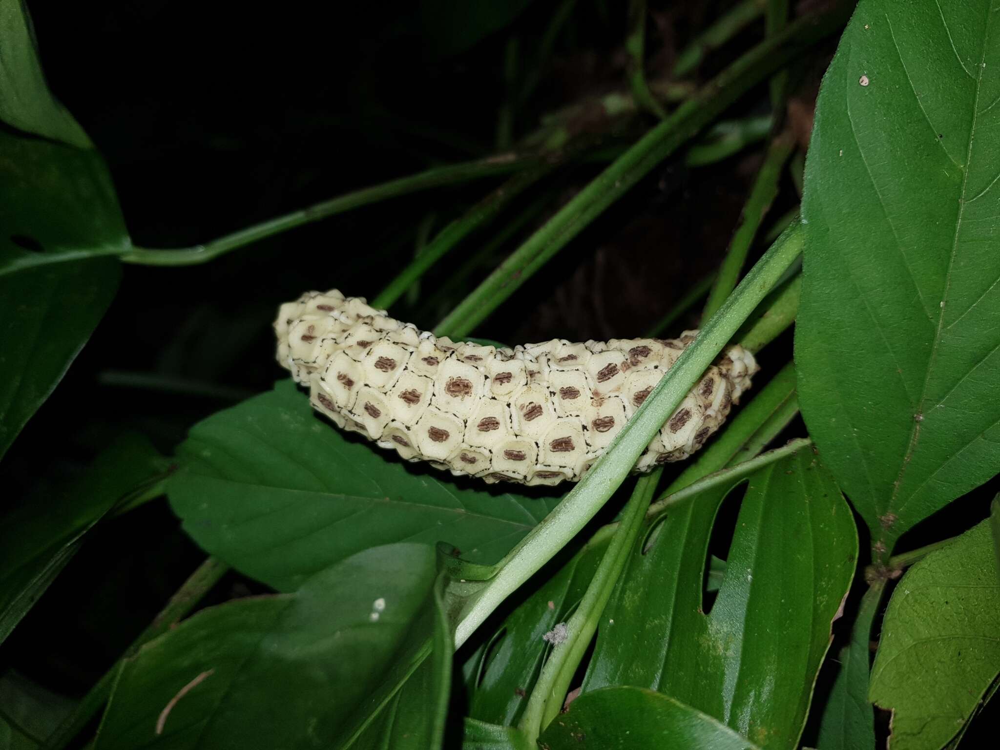 Monstera adansonii Schott resmi