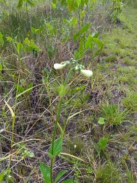 Image of Chelonanthus alatus Standl.