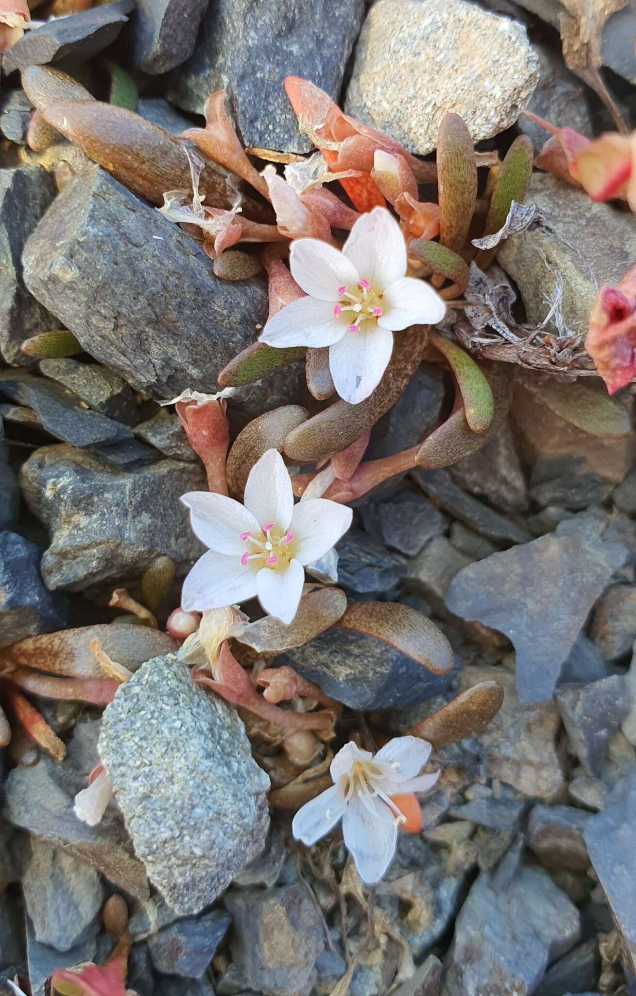 Image of Montia erythrophylla (Heenan) Heenan