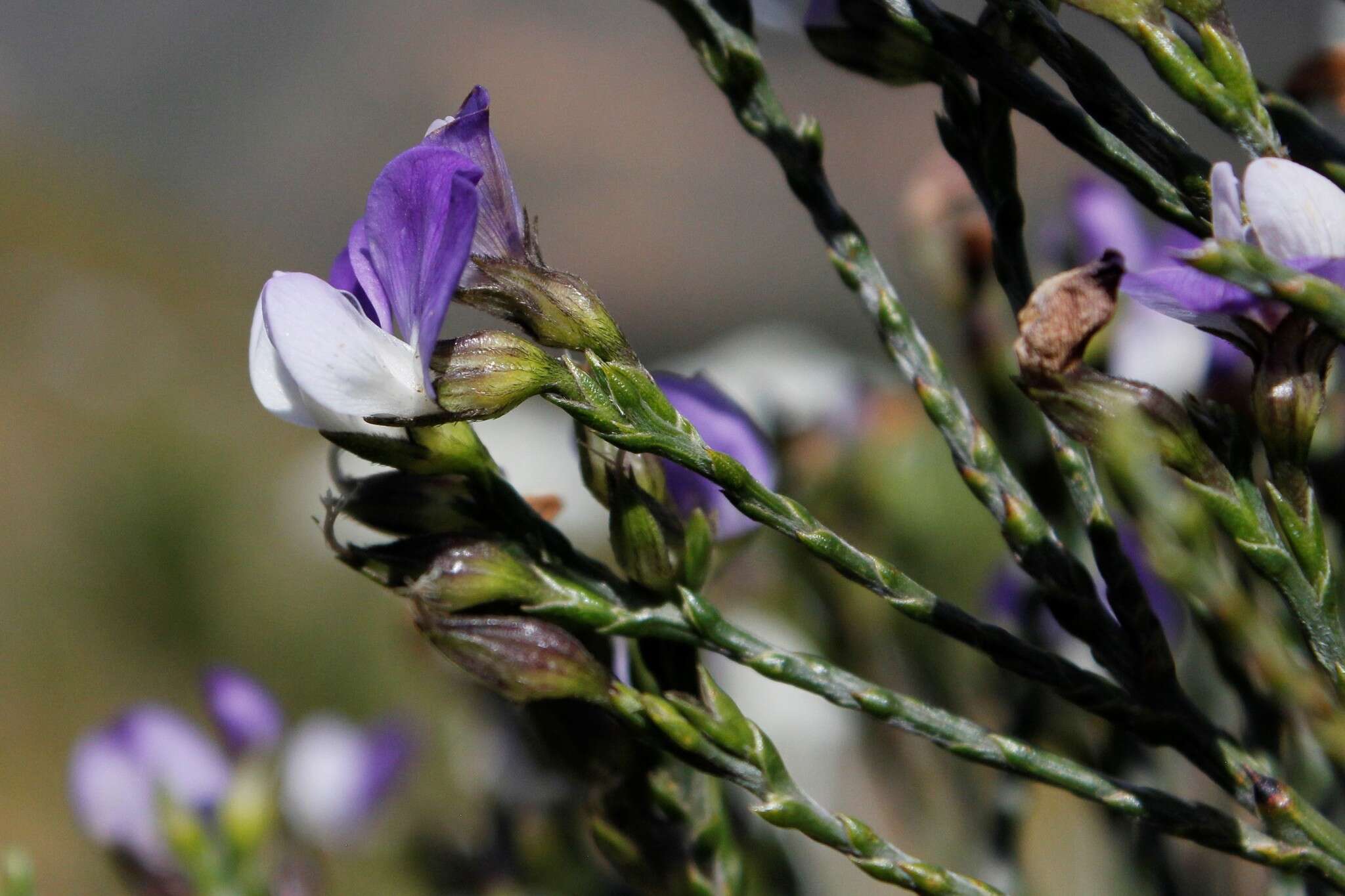 Plancia ëd <i>Psoralea congesta</i>