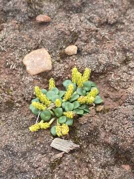 Image of Peperomia verruculosa Dahlst. ex A. W. Hill