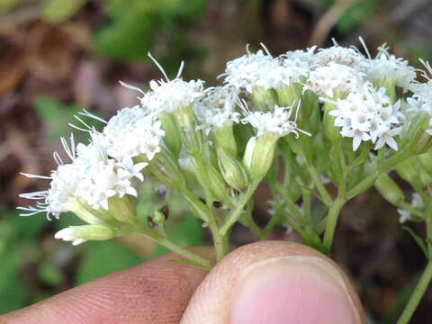 صورة Ageratina altissima var. angustata (A. Gray) Clewell & Woot.