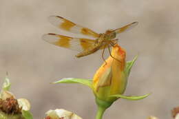 Image of Mexican Amberwing