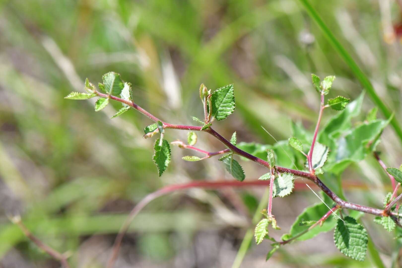 Image of peachbush