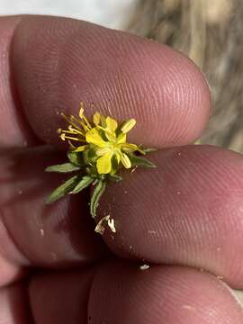 Plancia ëd Vahlia capensis (L. fil.) Thunb.