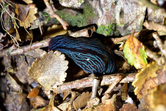 Image of Newzealandia Ogren & Kawakatsu 1991