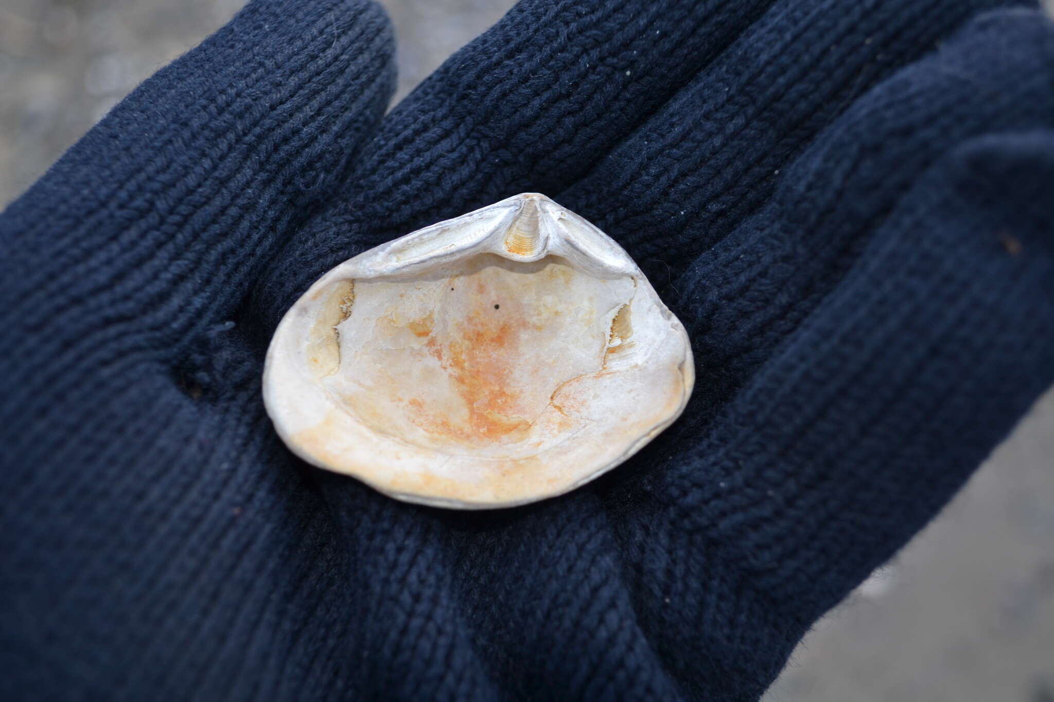 Image of compressed clam