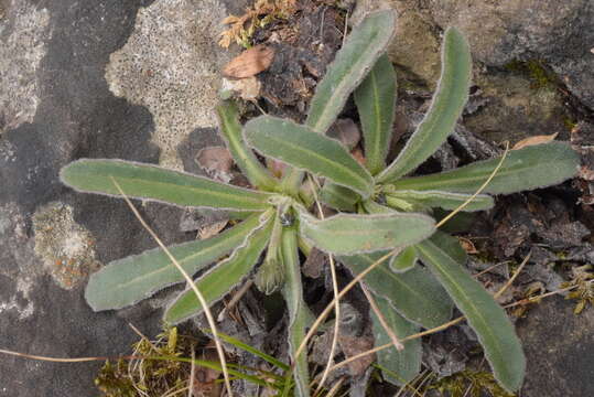 Image of Leontodon tenuiflorus (Gaudin) Rchb.