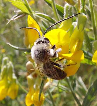 Image of Eucera longicornis (Linnaeus 1758)