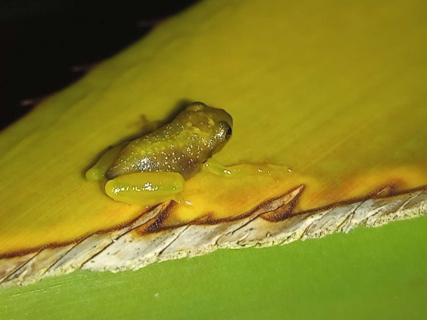 Image of Phyllodytes edelmoi Peixoto, Caramaschi & Freire 2003