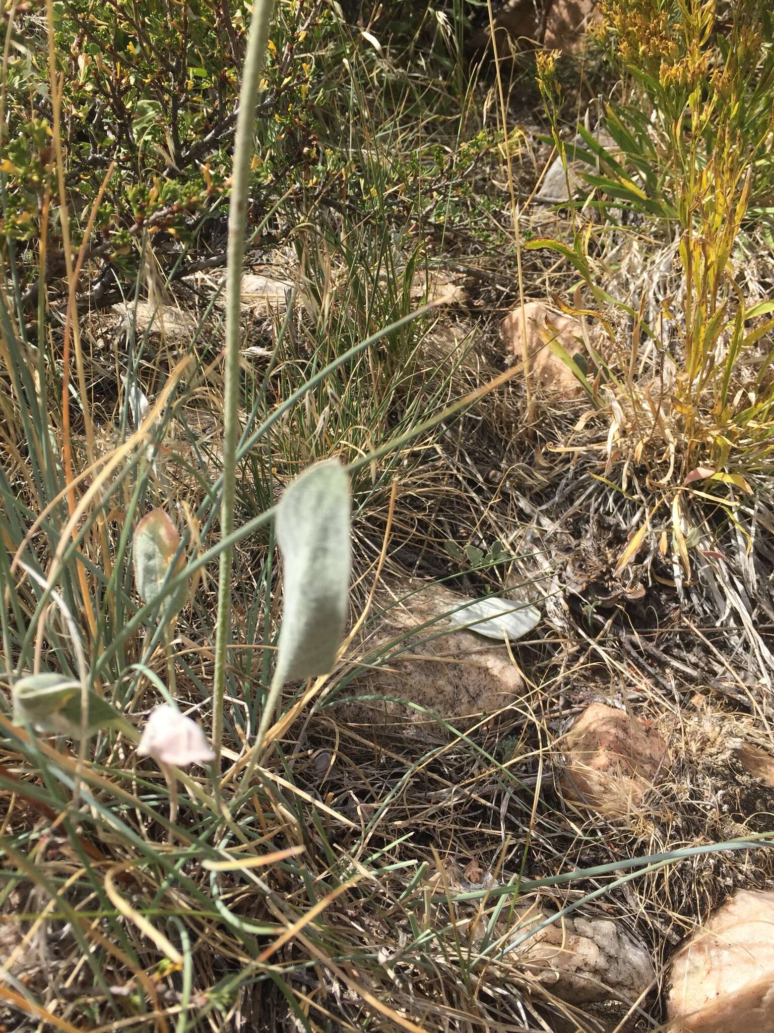 Image of redroot buckwheat