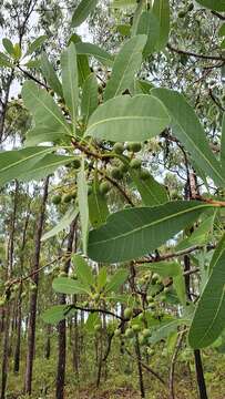 Image of Buchanania obovata Engl.